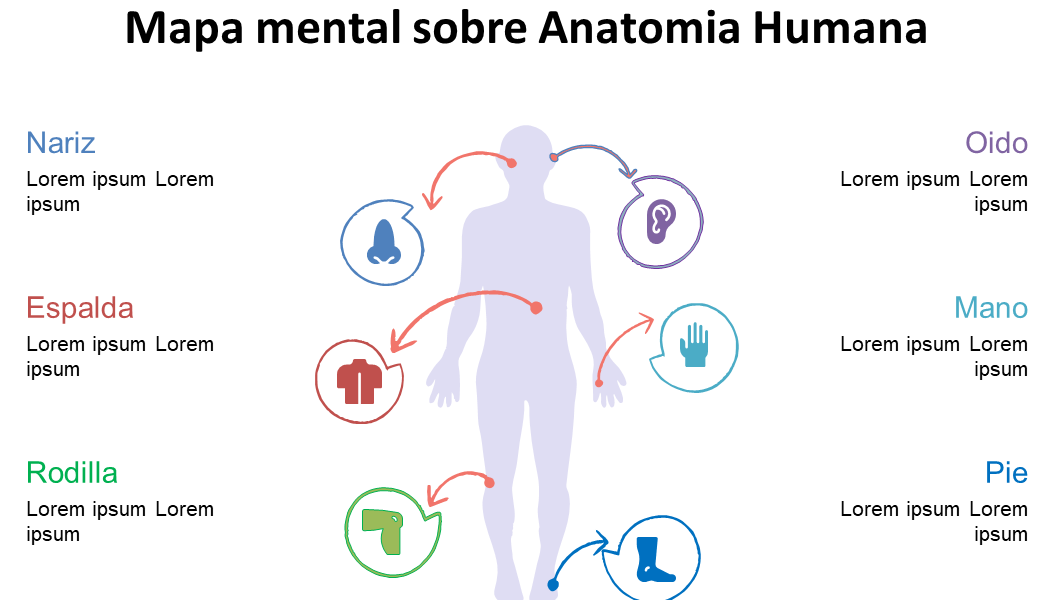 Mapa mental sobre Anatomia Humana